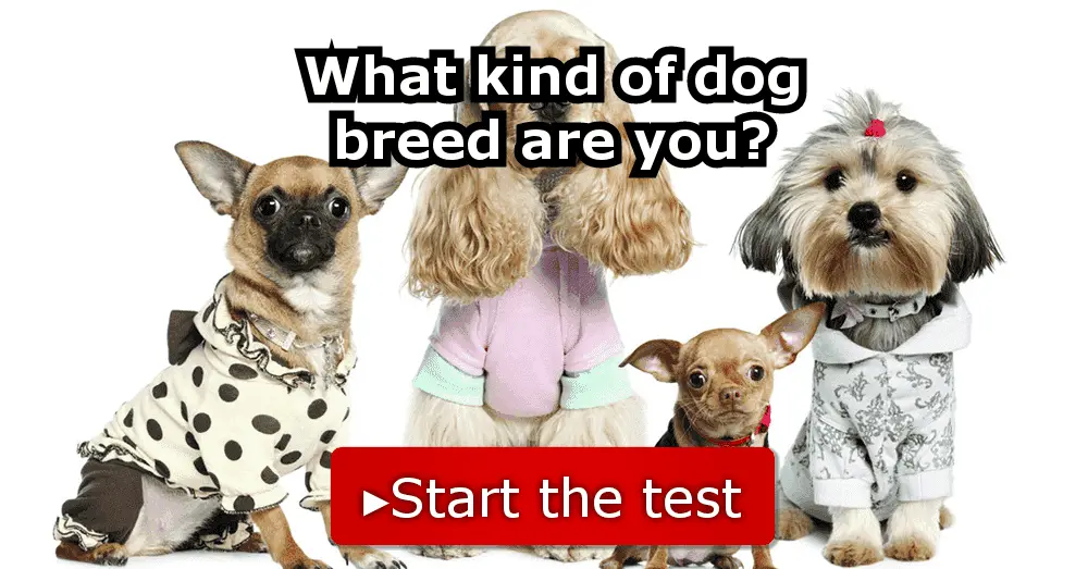 what type of dog breed are you