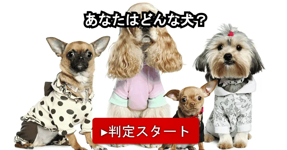 犬診断 あなたはどんな犬 犬診断 あなたはどんな犬
